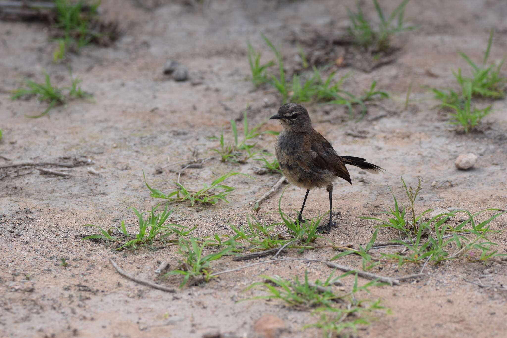 Image of Karoo Scrub Robin