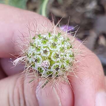 Image of Sixalix atropurpurea subsp. maritima (L.) Greuter & Burdet