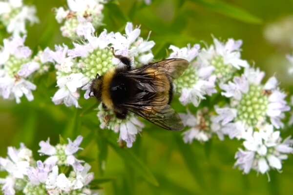 Imagem de Bombus terricola Kirby 1837