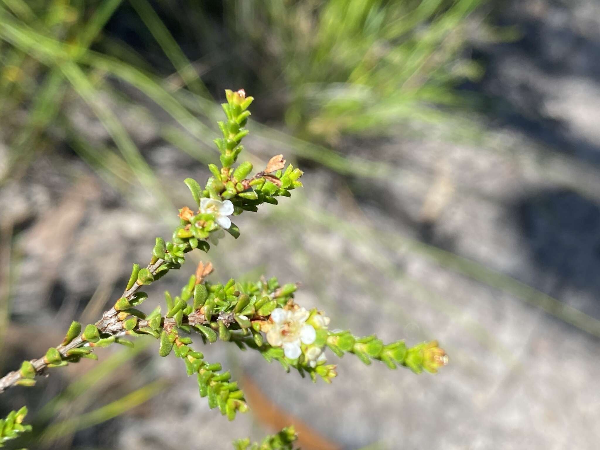 Image of Baeckea diosmifolia Rudge