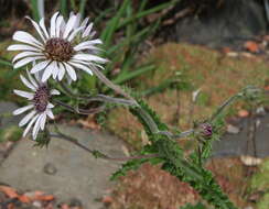 Image of Berkheya purpurea (DC.) Benth. & Hook. fil. ex Mast.