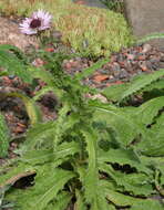 Image of Berkheya purpurea (DC.) Benth. & Hook. fil. ex Mast.