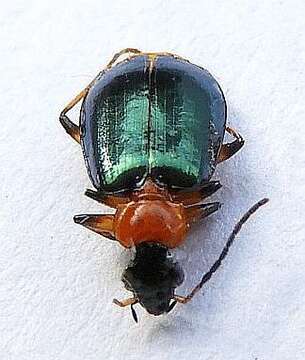 Image of Green-winged Lebia