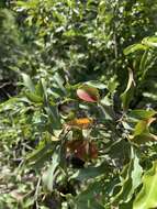 Image of Olifants River Bushwillow