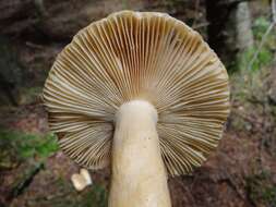 Image of Russula fellea (Fr.) Fr. 1838