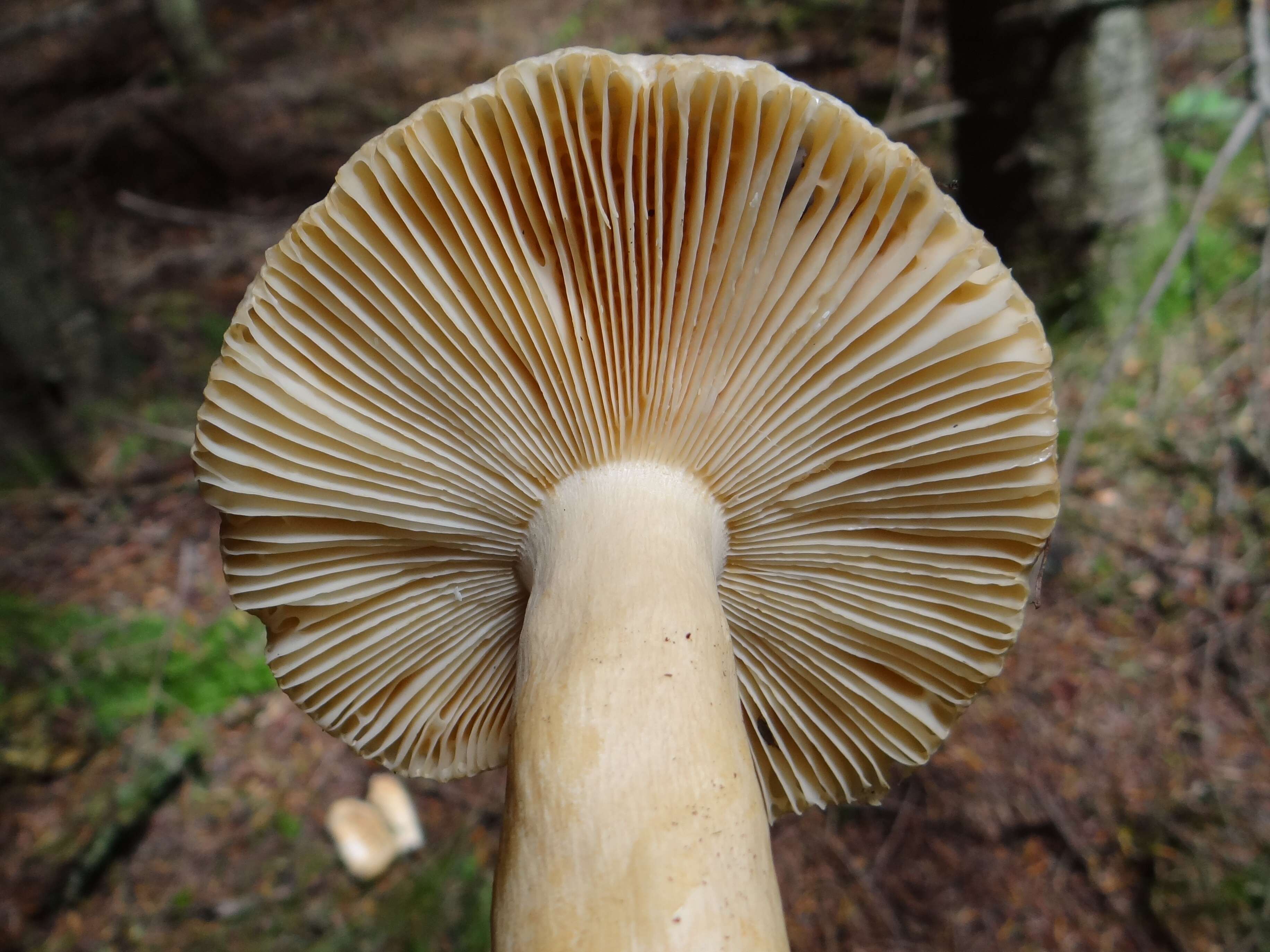 Image of Russula fellea (Fr.) Fr. 1838