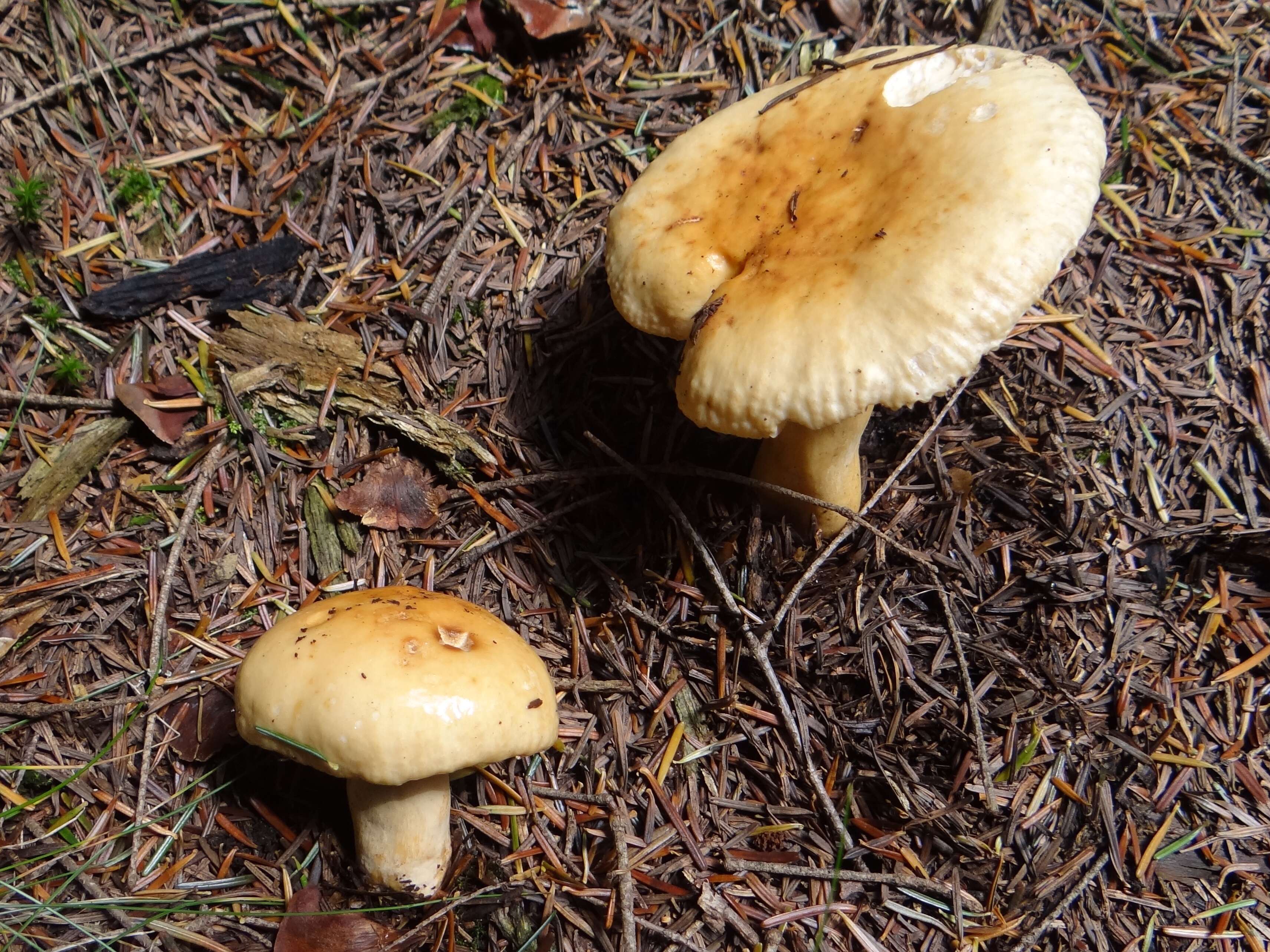 Image of Russula fellea (Fr.) Fr. 1838