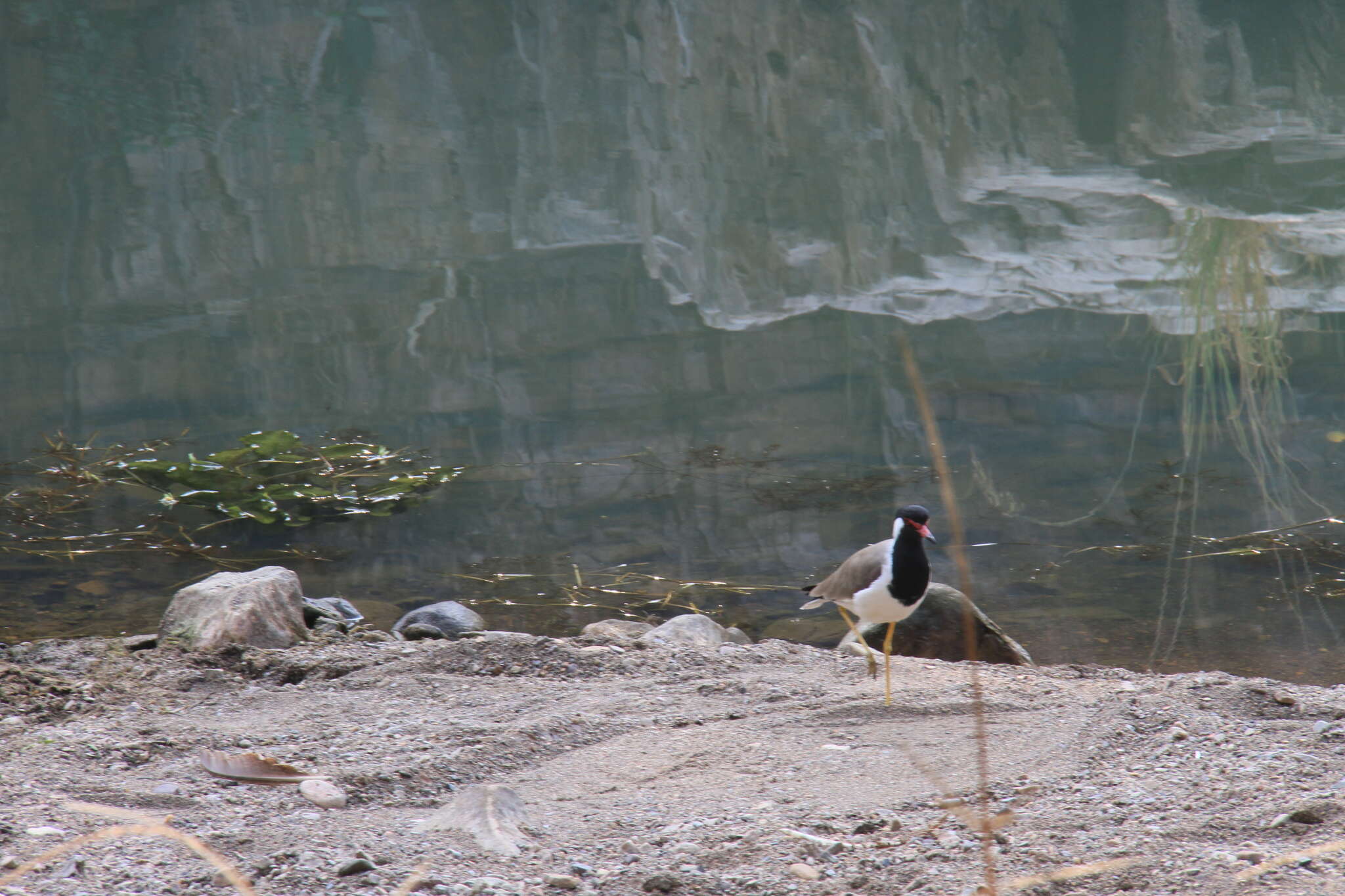 Image of Red-wattled Lapwing