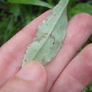 Image of Puccinia gnaphaliicola Henn. 1899