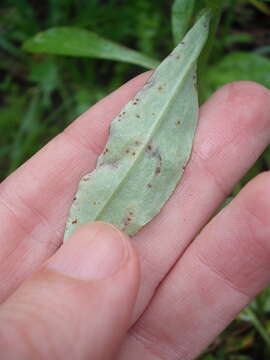 Image of Puccinia gnaphaliicola Henn. 1899