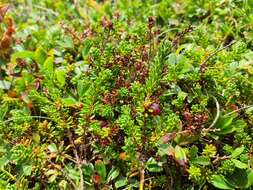 Image of purple crowberry