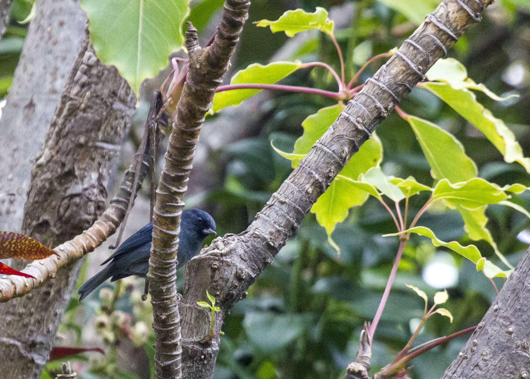 Image of Slaty Flower-piercer