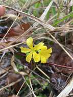 Imagem de Oxalis priceae subsp. colorea (Small) Eiten