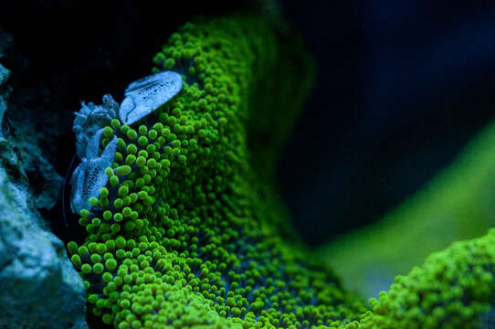 Image of Haddon's Carpet Anemone