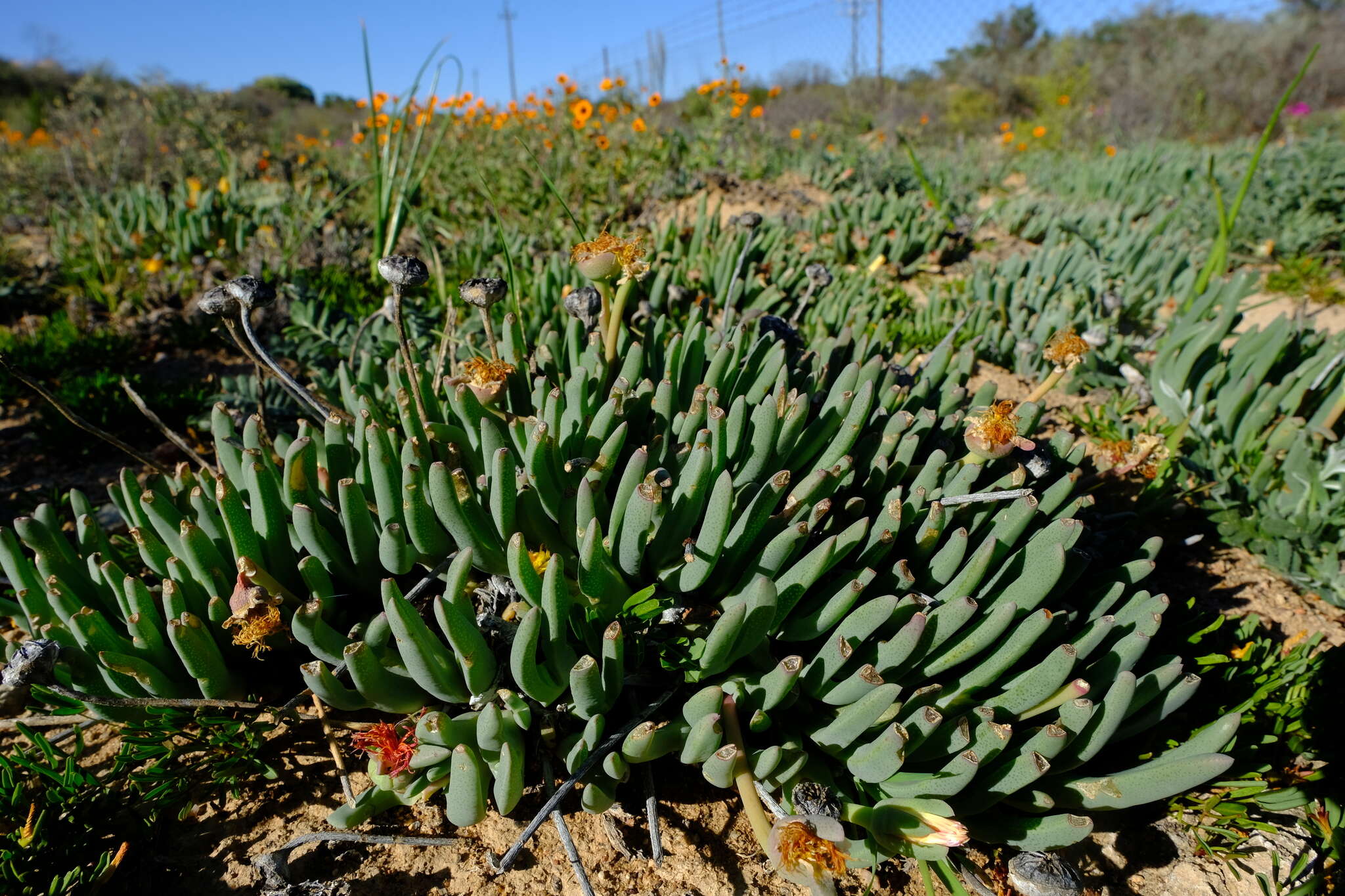 Image of Cheiridopsis pearsonii N. E. Br.