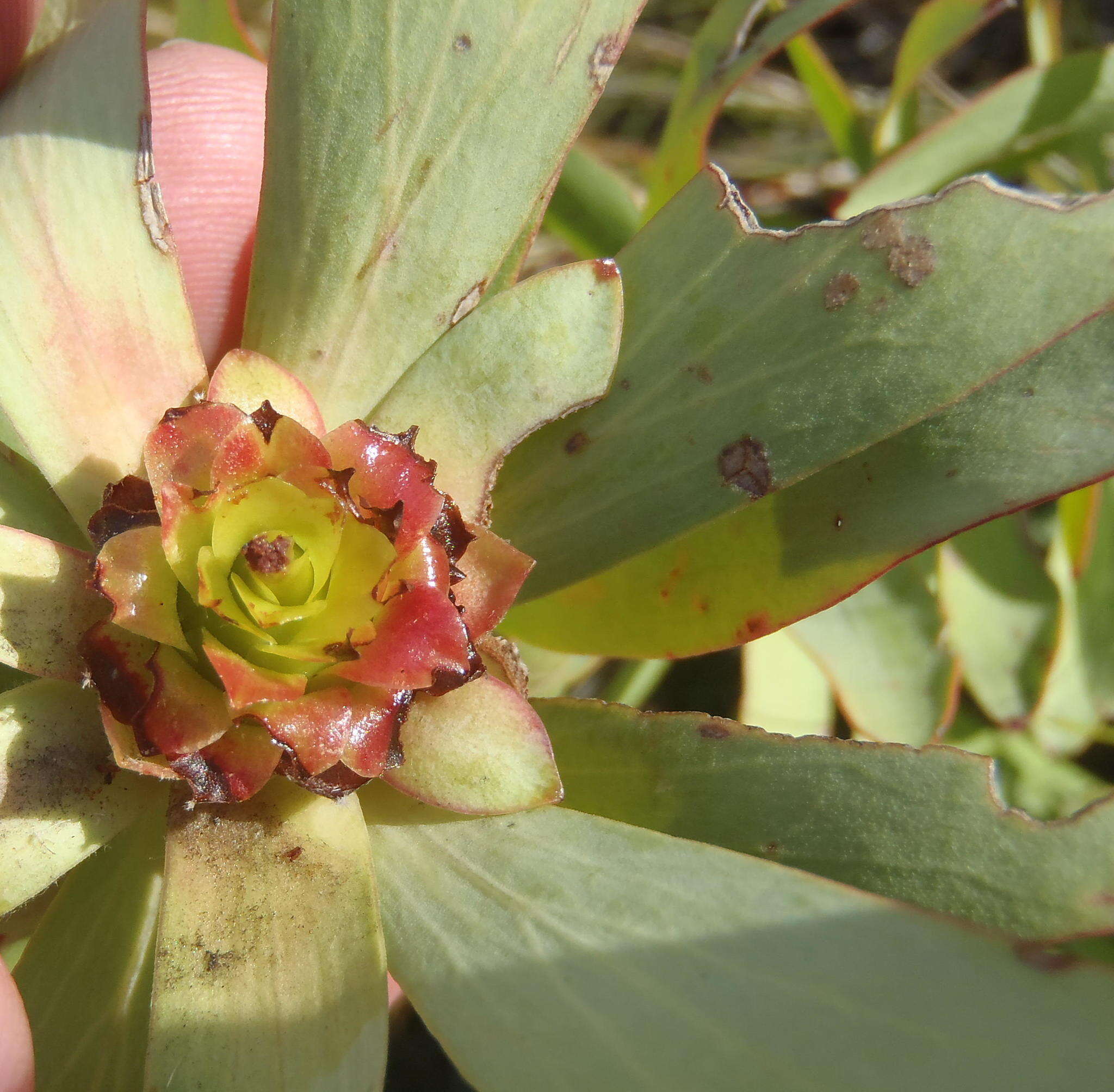 Image of Spicy conebush