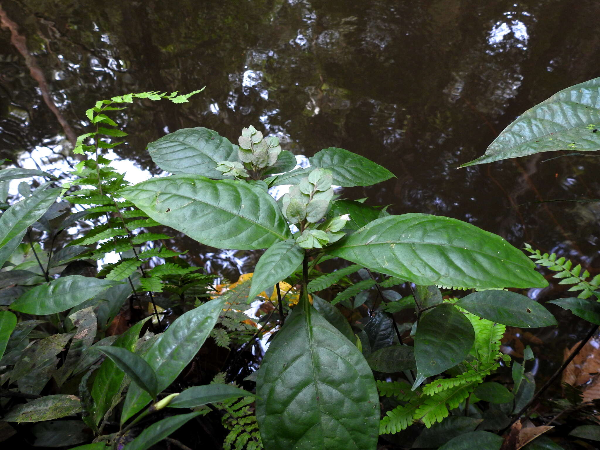 Herpetacanthus rotundatus (Lindau) Bremek. resmi