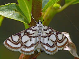 Image of Nymphula nitidulata