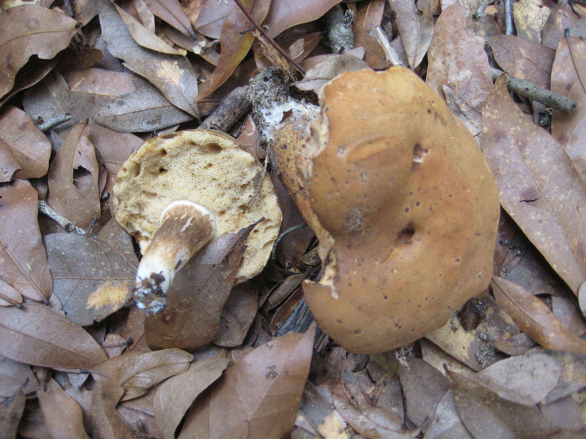 Image of Tylopilus tabacinus (Peck) Singer 1944