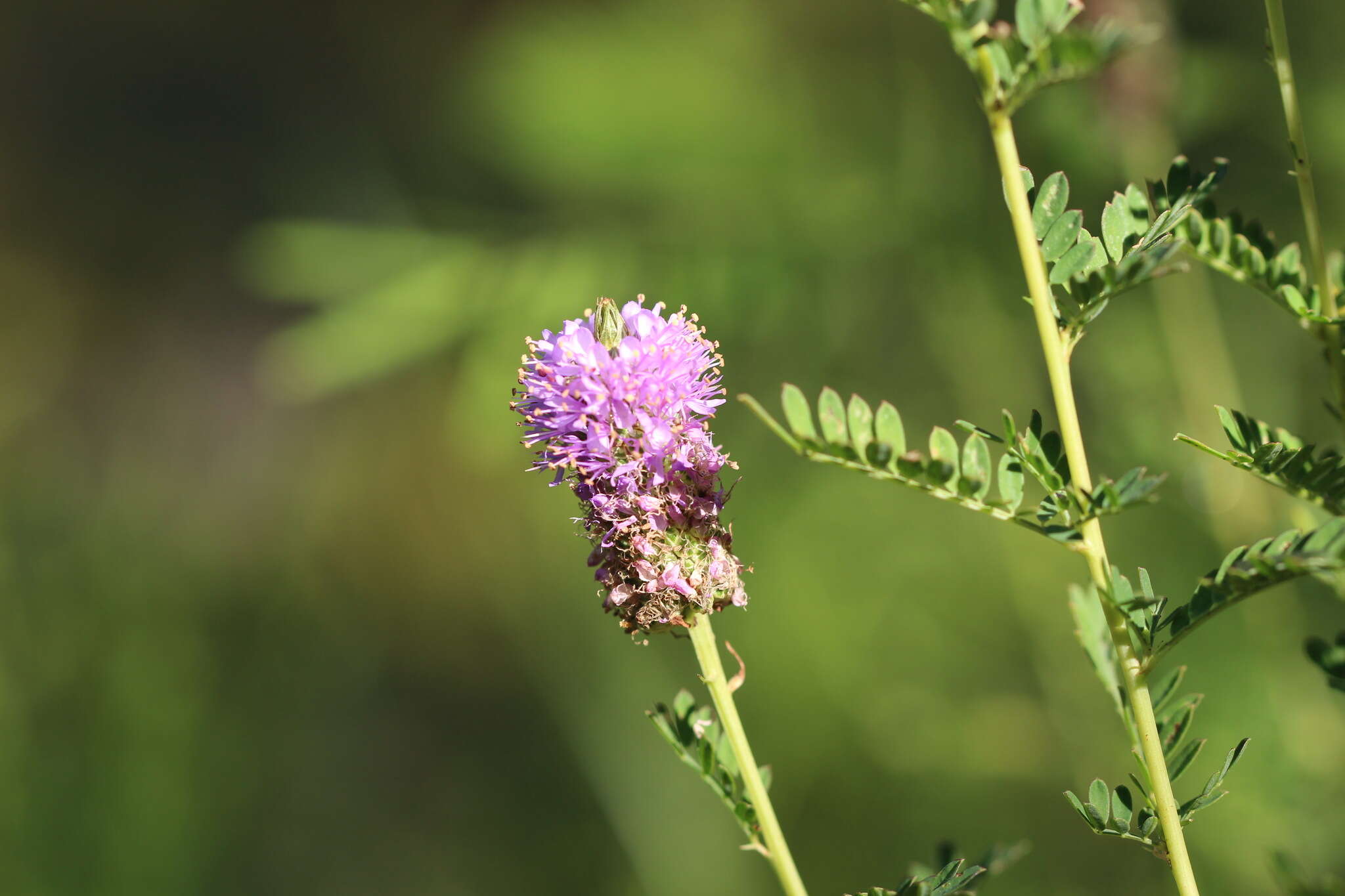 Image of leafy prairie clover