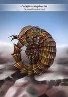 Image of Armadillo girdled lizard