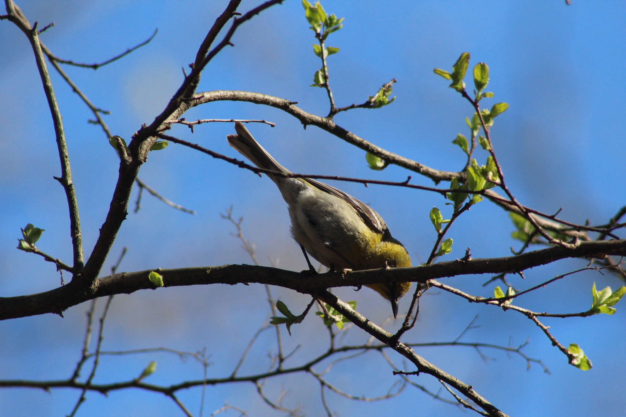 Image of Setophaga pinus pinus (Linnaeus 1766)