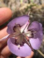 Calochortus longibarbatus var. longibarbatus resmi