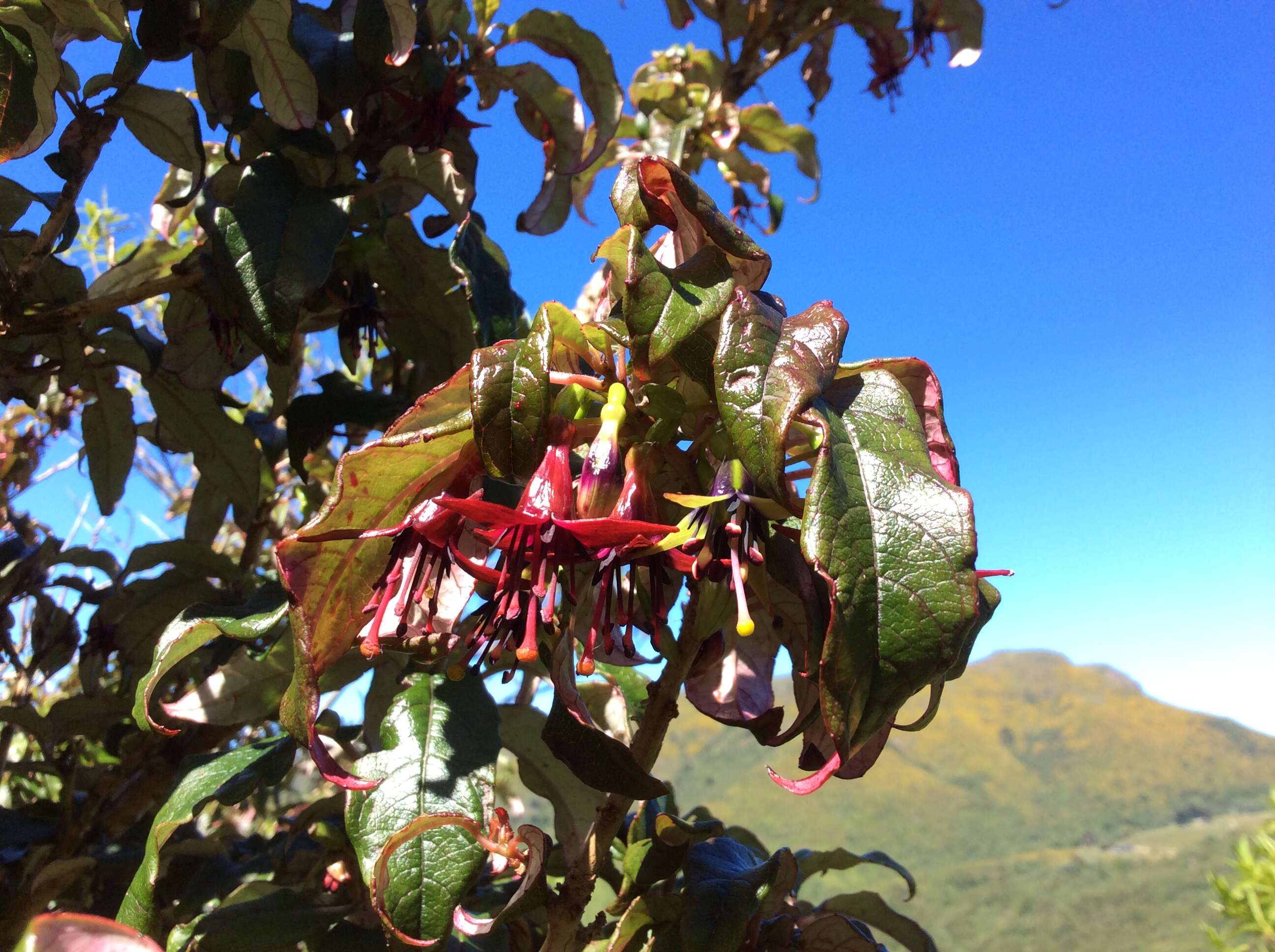 Image of New Zealand fuchsia