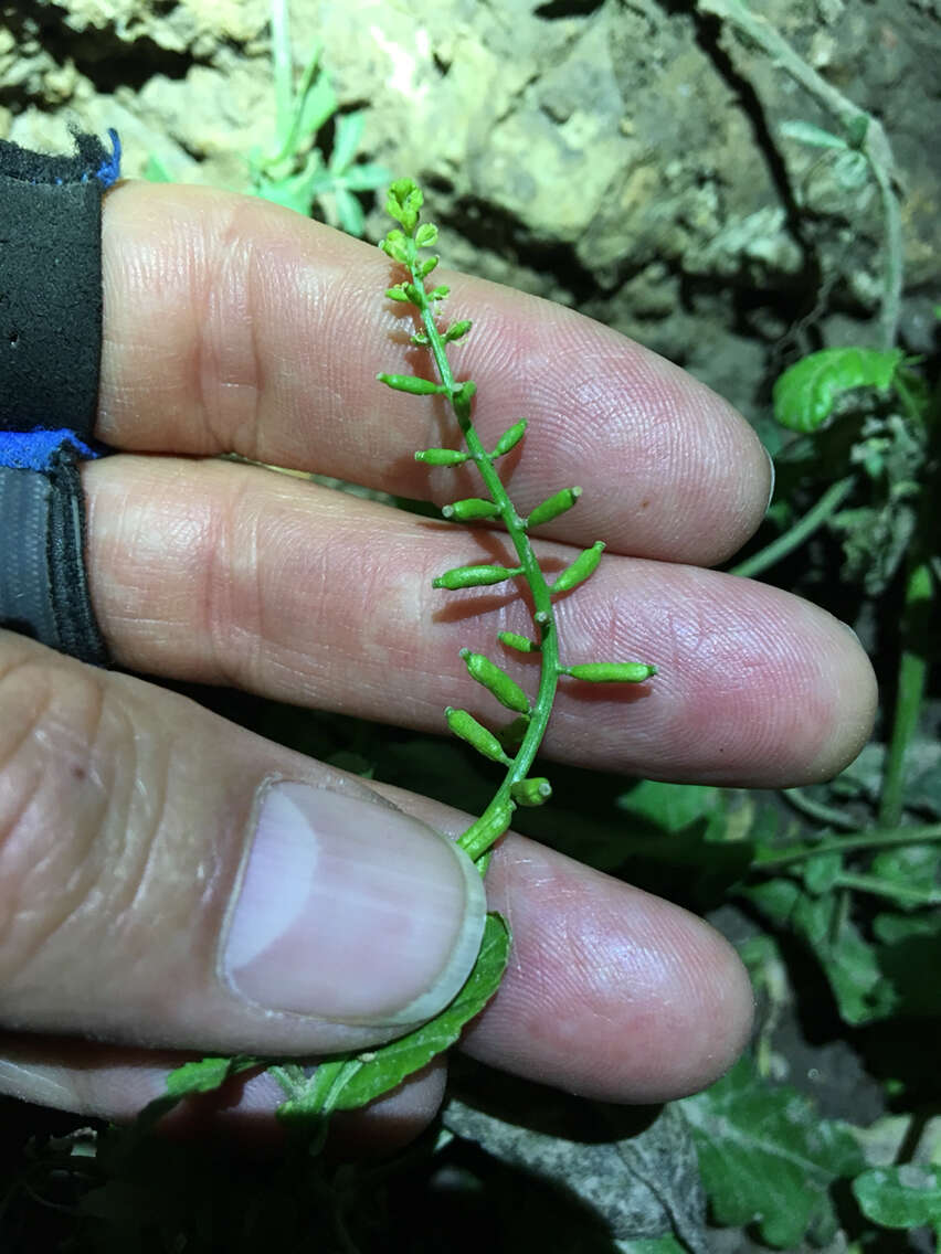 Image of Stalkless Yellowcress