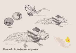 Imagem de Ambystoma mexicanum (Shaw & Nodder 1798)