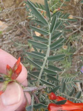 Image de Lessertia frutescens (L.) Goldblatt & J. C. Manning