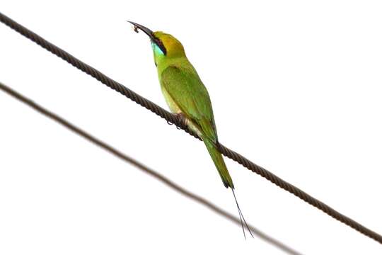 Image of Asian Green Bee-eater