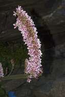 Image of Francoa appendiculata A. Juss.