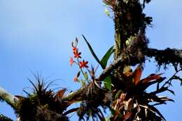 Image of Prosthechea vitellina (Lindl.) W. E. Higgins