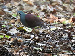 Image of Buff-fronted Quail-Dove