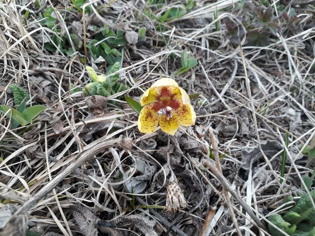 Image of Fritillaria collina Adam