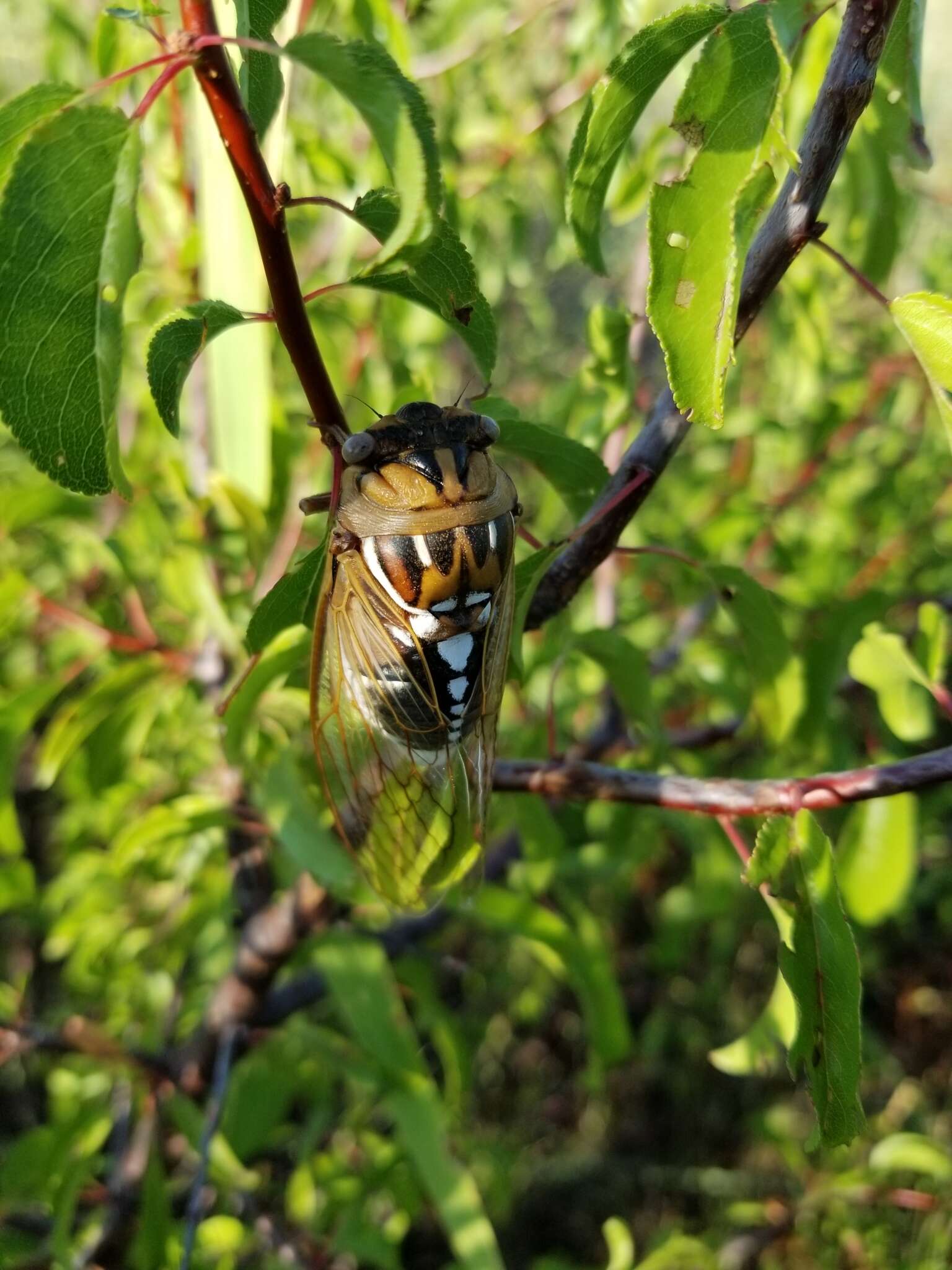 Image of Bush Cicada