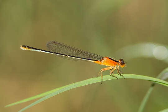 Image of Rambur's Forktail