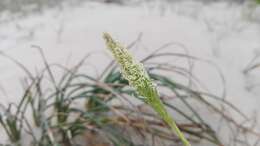 Image of seashore dropseed