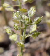 Plancia ëd Alyssum minutum Schlecht. ex DC.