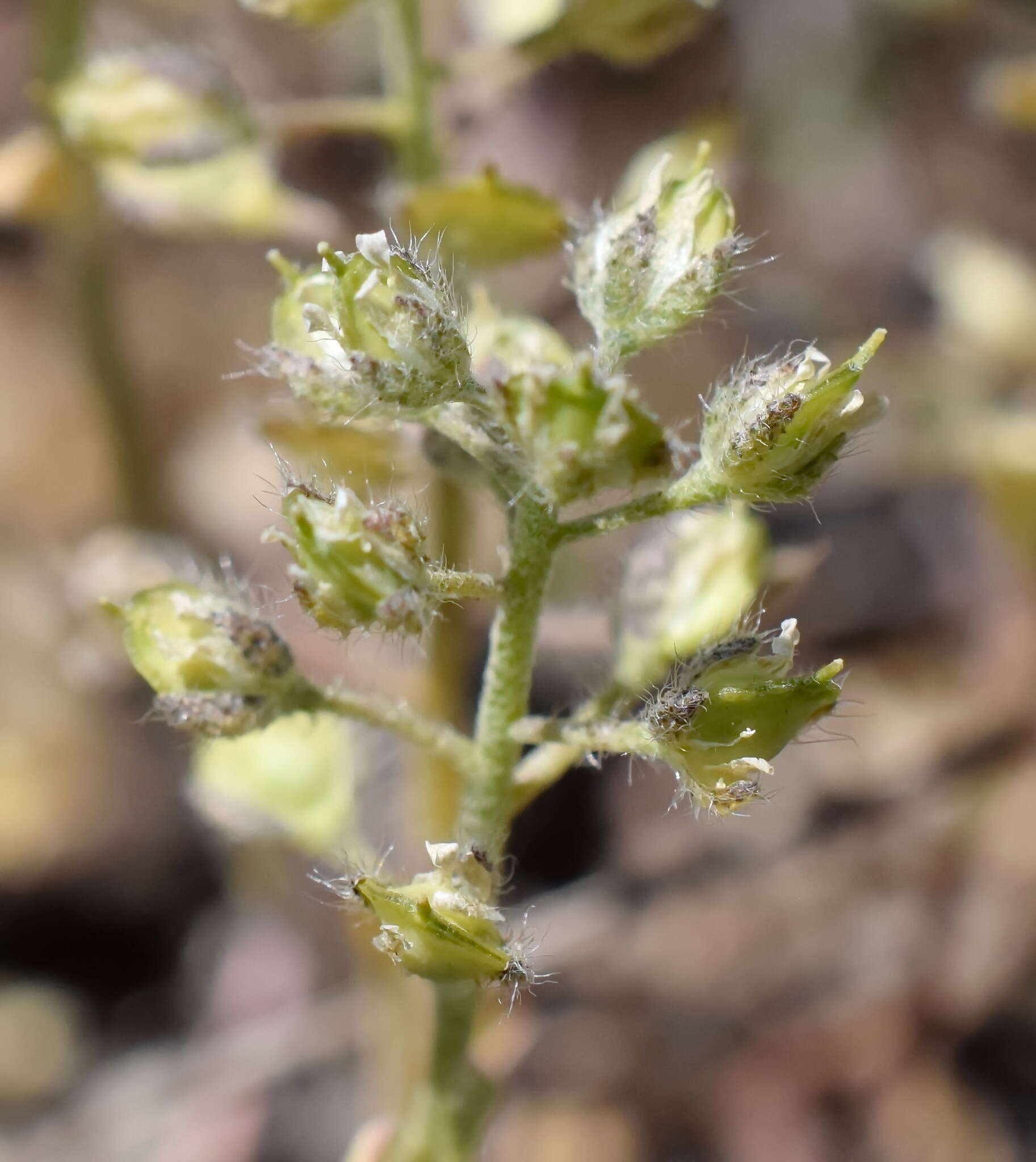 Image of Alyssum minutum Schlecht. ex DC.