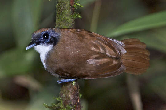 Image of Bicolored Antbird