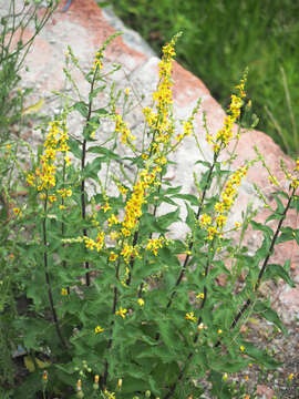 Image of Verbascum pyramidatum Bieb.