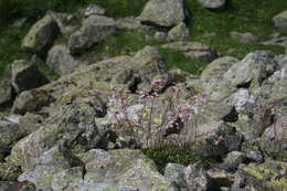 Image of Saxifraga kolenatiana Regel