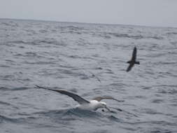 Image of Shy Albatross