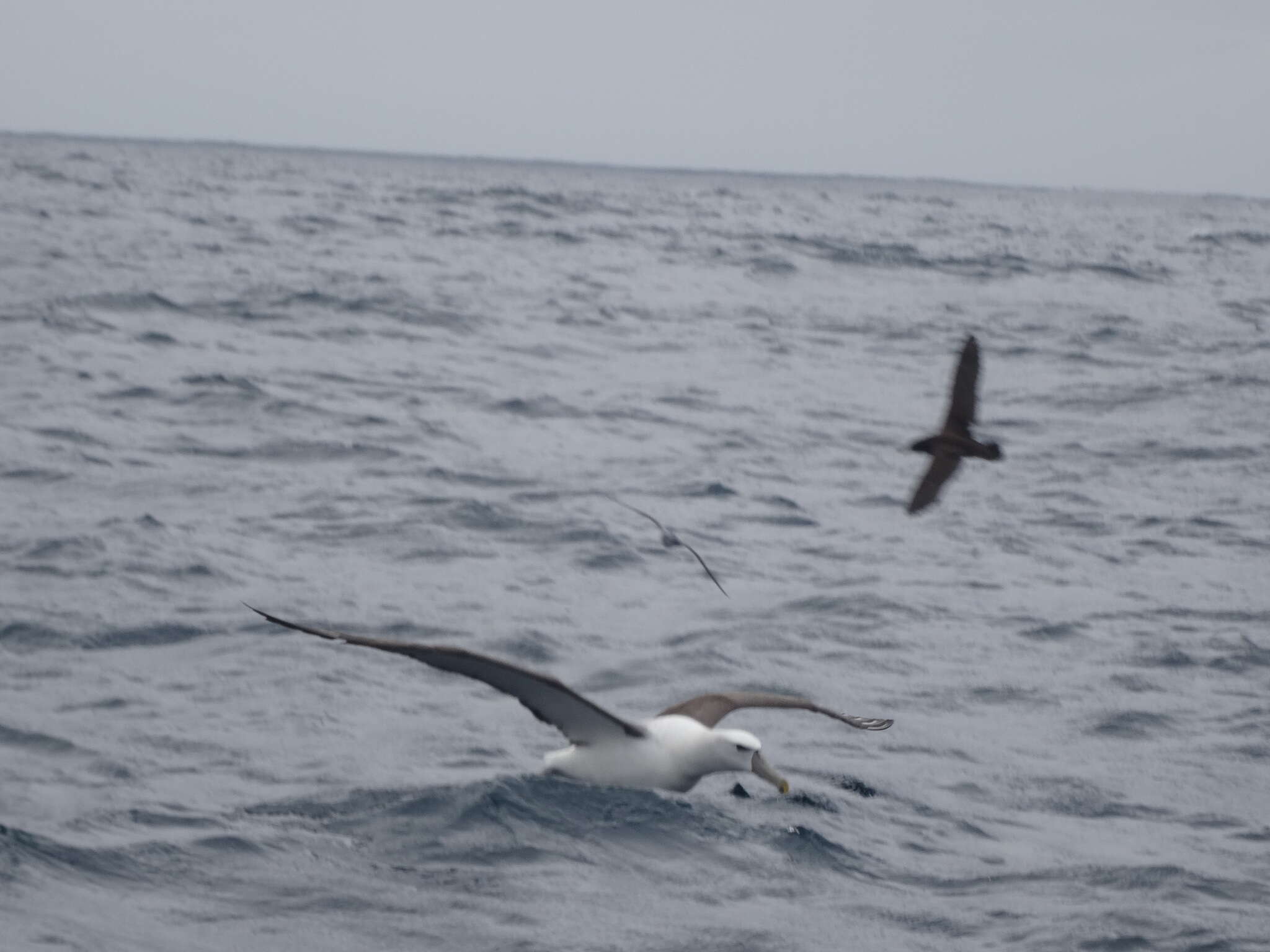 Image de Albatros à cape blanche