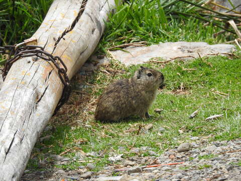 Image of Montane Guinea Pig