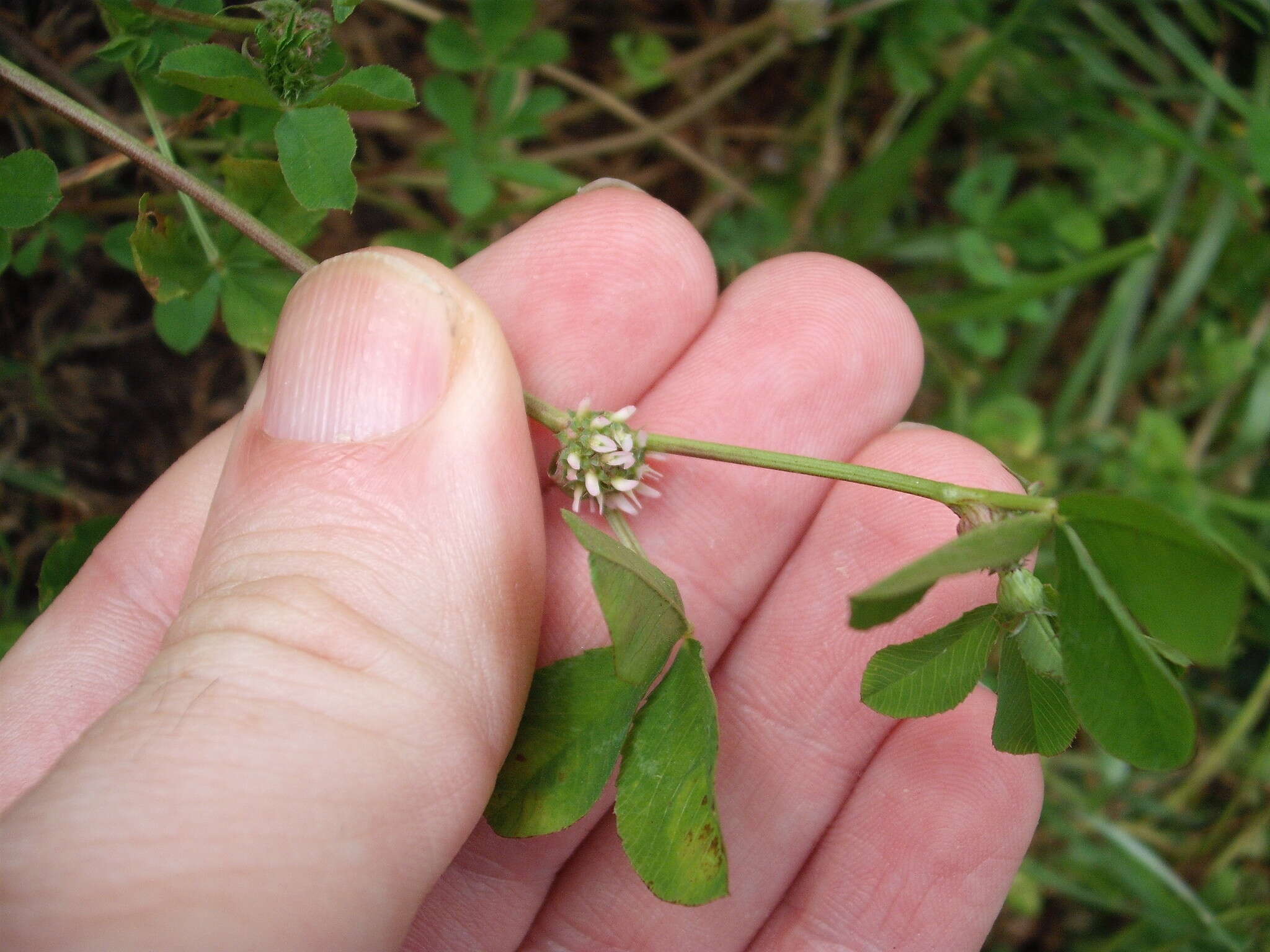 Image de Trifolium glomeratum L.