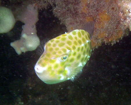 Image of Blue boxfish