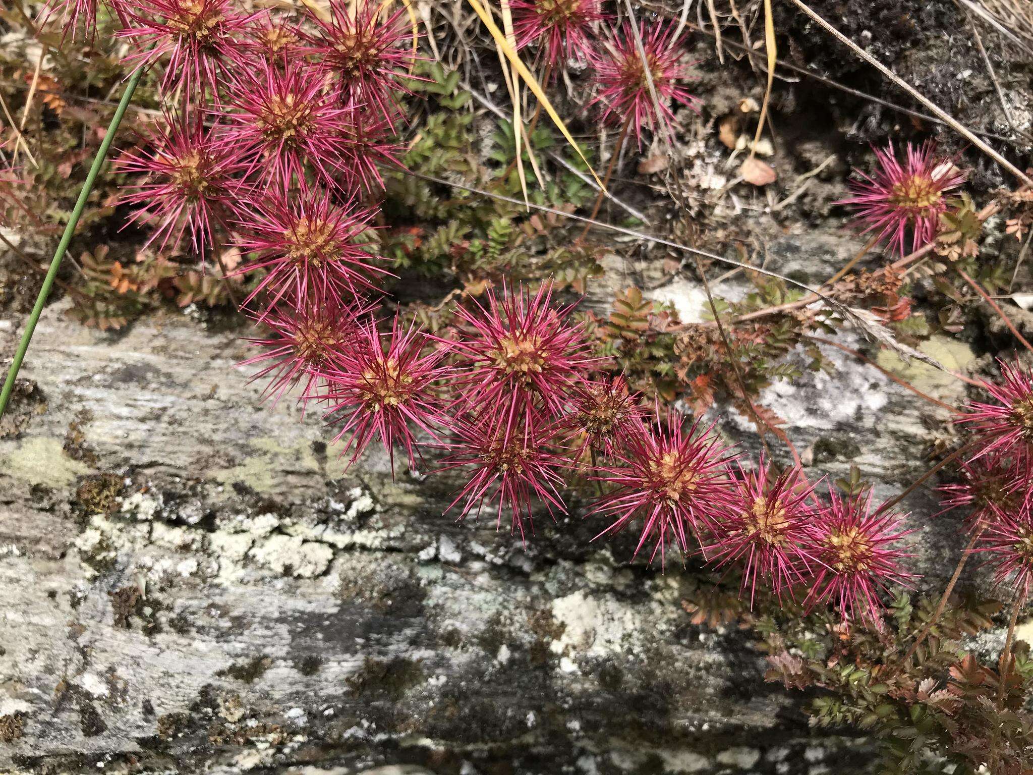 Image of Acaena microphylla Hook. fil.